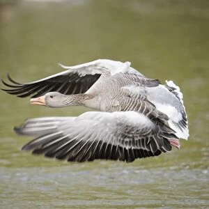 Greylag goose -Anser anser- flying low over a lake, Hamburg, Germany