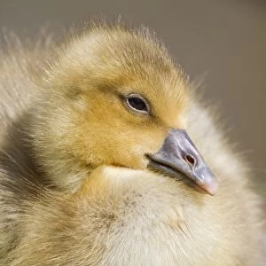 Greylag Goose -anser anser-, gosling, North Hesse, Hesse, Germany