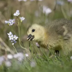 Greylag Goose -anser anser-, gosling, North Hesse, Hesse, Germany Greylag Goose -anser anser-, gosling, North Hesse, Hesse, Germany