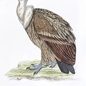 Griffon vulture 19 century illustration Griffon vulture 19 century illustration