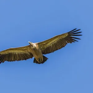 Nature & Wildlife Collection: Christian Paoli Wildlife Photography