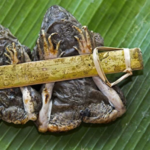 Two grilled frogs tied to a bamboo stick served on a banana leaf, as a snack, Chiang Mai, Thailand, Asia
