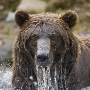 Grizzly Bear, Katmai National Park, Alaska Grizzly Bear, Katmai National Park, Alaska