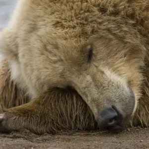 Grizzly Bear, Katmai National Park, Alaska Grizzly Bear, Katmai National Park, Alaska