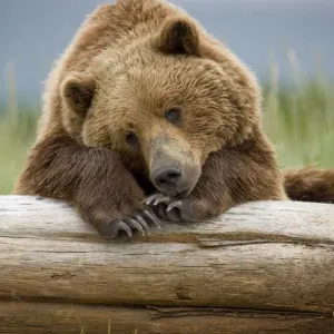 Grizzly Bear, Katmai National Park, Alaska Grizzly Bear, Katmai National Park, Alaska