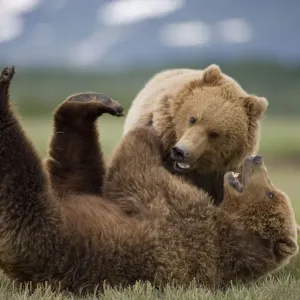 Grizzly Bears, Katmai National Park, Alaska Grizzly Bears, Katmai National Park, Alaska