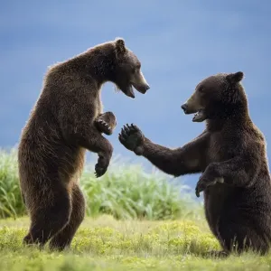 Grizzly Bears, Katmai National Park, Alaska Grizzly Bears, Katmai National Park, Alaska