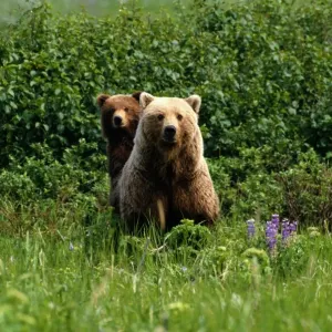 Grizzly Bears (Ursus Arctos), Alaska Grizzly Bears (Ursus Arctos), Alaska