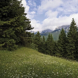 Groeblalm mountain pastures near Mittenwald, Karwendelgebirge mountains, Werdenfelser Land area, Upper Bavaria, Bavaria, Germany, Europe