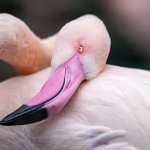 Grooming flamingo