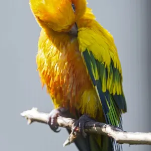 Sun Conure Grooming Print Sun Conure Grooming Print