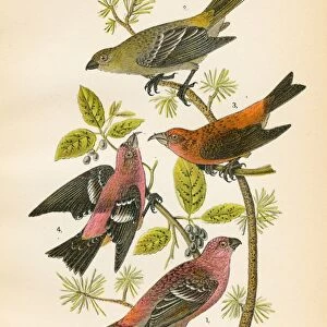 Grosbeak Crossbill bird lithograph 1890