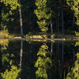 Grosser Arbersee lake, Bavarian Forest National Park, Bavaria, Germany