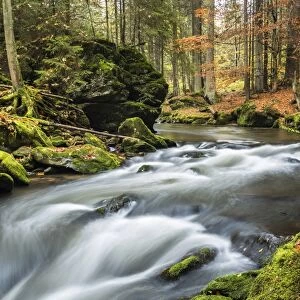 Grosser Regen river, autumn, Bavarian Forest National Park, Bavaria, Germany