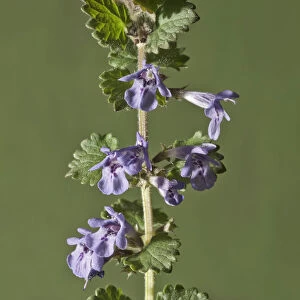 Ground-ivy, Gill-over-the-ground or Creeping Charlie -Glechoma hederacea-, stem with flowers, Untergroningen, Abtsgmuend, Baden-Wurttemberg, Germany