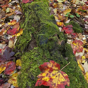 A ground level view of a moss covered log and fallen Sugar Maple leaves (acer saccharum) at Southbranch, Baxter State Park, Maine, USA