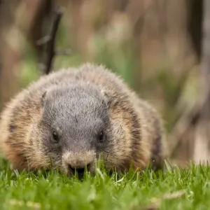 Groundhog Eating Grass Print Groundhog Eating Grass Print