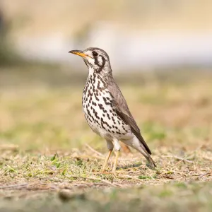 Groundscraper Thrush -Psophocichla litsipsirupa-, Etosha National Park, Namibia