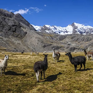 Group of Alpacas -Vicugna pacos-, Bolivian plateau, Altiplano, Bolivia