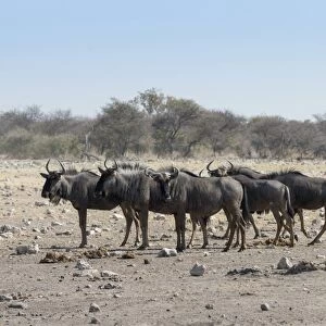 Group of blue wildebeest -Connochaetes taurinus-, Chudop waterhole, Etosha National Park, Namibia