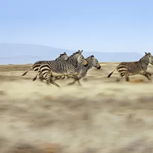 A group of Cape Mountain zebra Equus zebra running across the plains of the Mountain