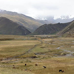 Group of cows grazing in valley, Juta, Mtskheta, Georgia