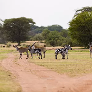 Group of Eland (Taurotragus oryx) and zebra standing along dirt road, Serengeti National Park, Tanzania