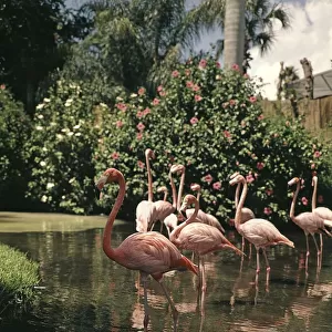 Group Flock Of Pink Flamingo Flamingos Wading In T
