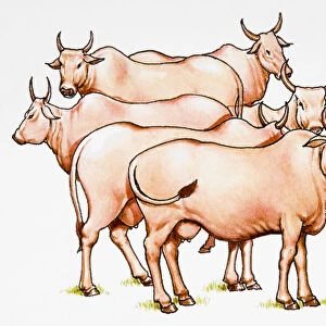 Group of horned cattle