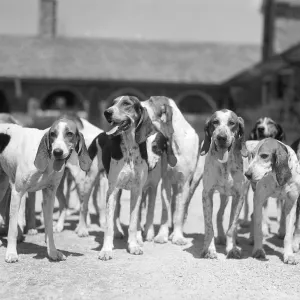 Group Of Six Hounds Facing The Camera Dogs From Th Group Of Six Hounds Facing The Camera Dogs From Th