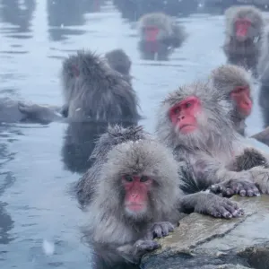 Nature And Wildlife Prints: Snow Monkeys, Yamanouchi, Japan