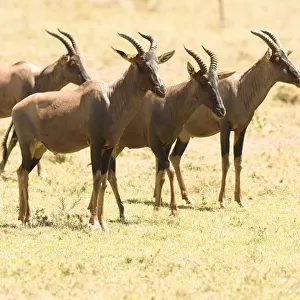Group of male Topi (Damaliscus lunatus) standing in short grass, Serengeti National Park