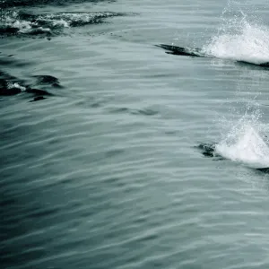 Group of porpoises