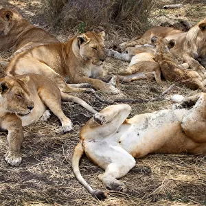Group of sleeping lions
