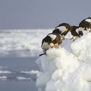 Group of Stellers Sea Eagles -Haliaeetus pelagicus- feeding on fish, perched on an ice floe, Rausu, Menashi, Hokkaido, Japan Group of Stellers Sea Eagles -Haliaeetus pelagicus- feeding on fish, perched on an ice floe, Rausu, Menashi, Hokkaido, Japan