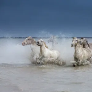 Group of white Camargue horses running powerfully through water, Camargue region, France