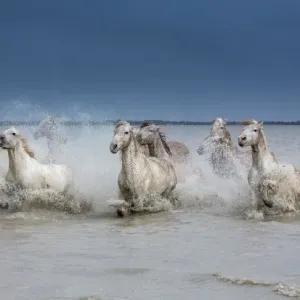 Nature And Wildlife Prints: Horses