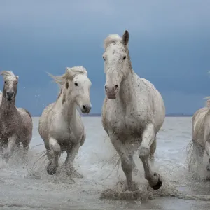 Group of white Camargue horses running through water, Camargue region, France Group of white Camargue horses running through water, Camargue region, France