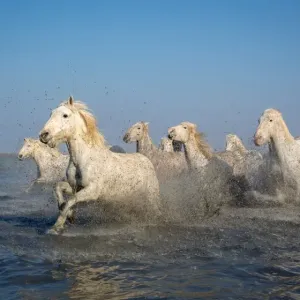 White Camargue Horses Running Through Water Print White Camargue Horses Running Through Water Print