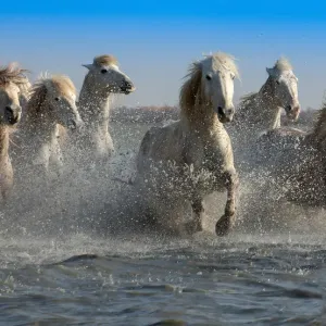 Group of white Camargue horses running through water, Camargue region, France Group of white Camargue horses running through water, Camargue region, France