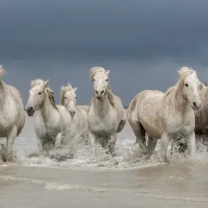 White Camargue Horses Walking through Water Print White Camargue Horses Walking through Water Print