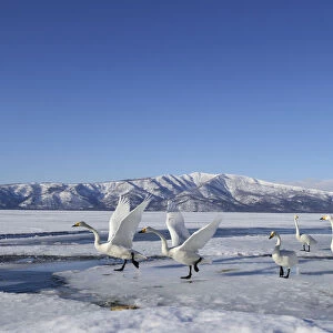 Group of Whooper Swans -Cygnus cygnus-, some taking-off, Kussharo Lake, Kawayu Onsen, Hokkaido, Japan