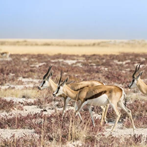 Groupe of springboks -Antidorcas marsupialis-, Etosha National Park, Namibia