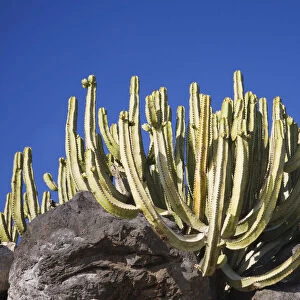 Groupf of cacti, Lanzarote, Canary Islands, Spain, Europe