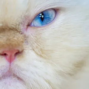 Grumpy Himalayan Cat, close up