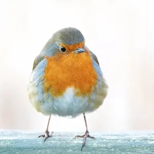 The Grumpy Robin Redbreast