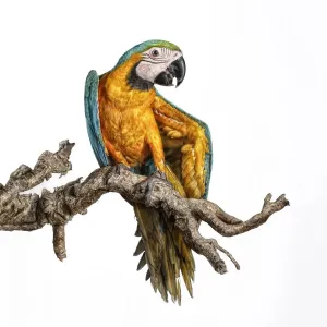 guacamayo guacamayo