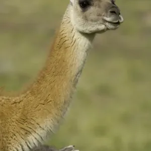 Guanaco calf and its mother on grassy slope Guanaco calf and its mother on grassy slope