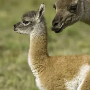 Guanaco female sniffing her calf Guanaco female sniffing her calf