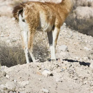 Guanaco (Lama guanicoe), Lauca National Park, Arica and Parinacota Region, Chile, South America